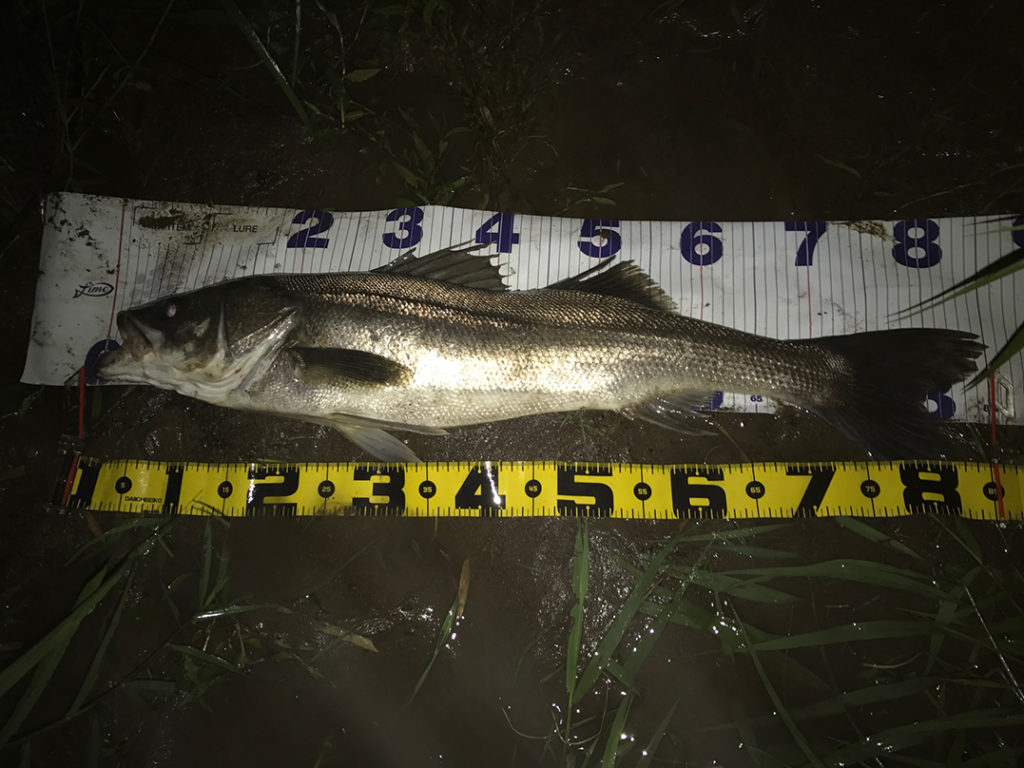 秋田県米代川シーバスダービー1