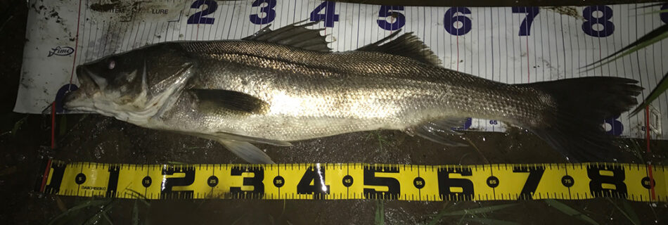 秋田県米代川シーバスダービー1