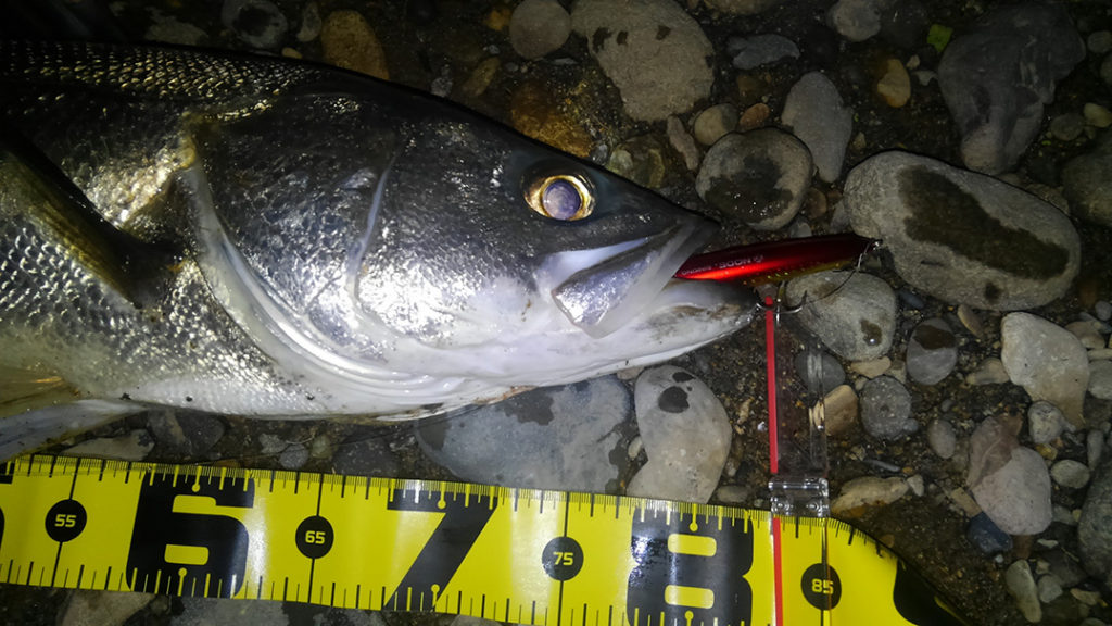 秋田県米代川シーバスダービー2