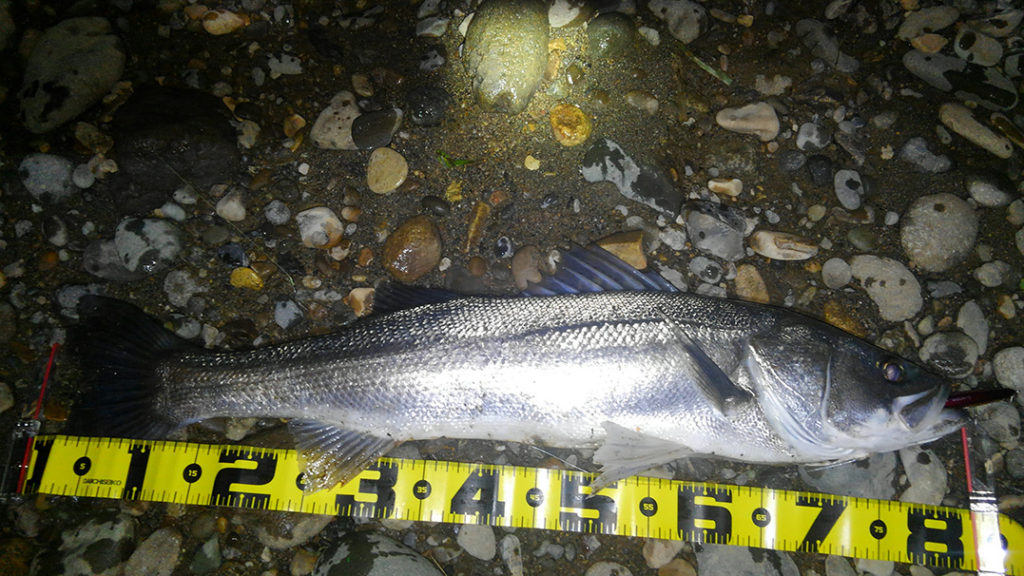 秋田県米代川シーバスダービー1