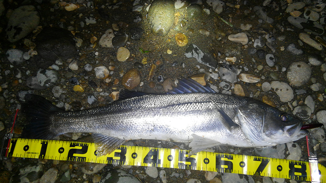 秋田県米代川シーバスダービー1