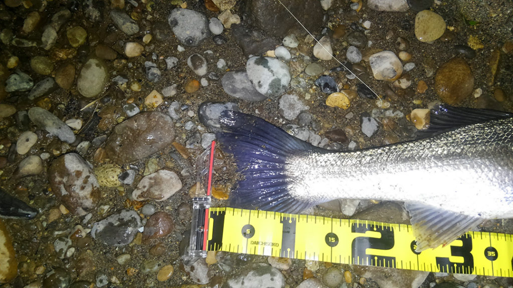 秋田県米代川シーバスダービー3