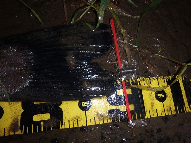 秋田県米代川シーバスダービー3