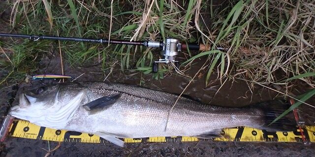 秋田県米代川シーバスダービー1