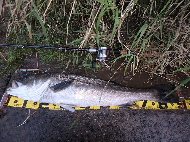 秋田県米代川シーバスダービー1