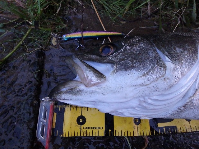 秋田県米代川シーバスダービー2