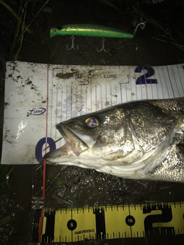 秋田県米代川シーバスダービー2