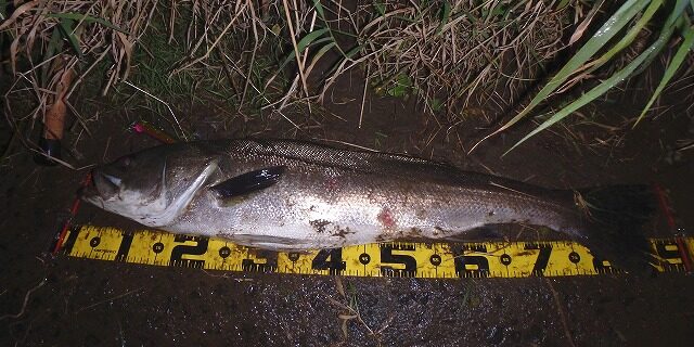 秋田県米代川シーバスダービー1戸澤