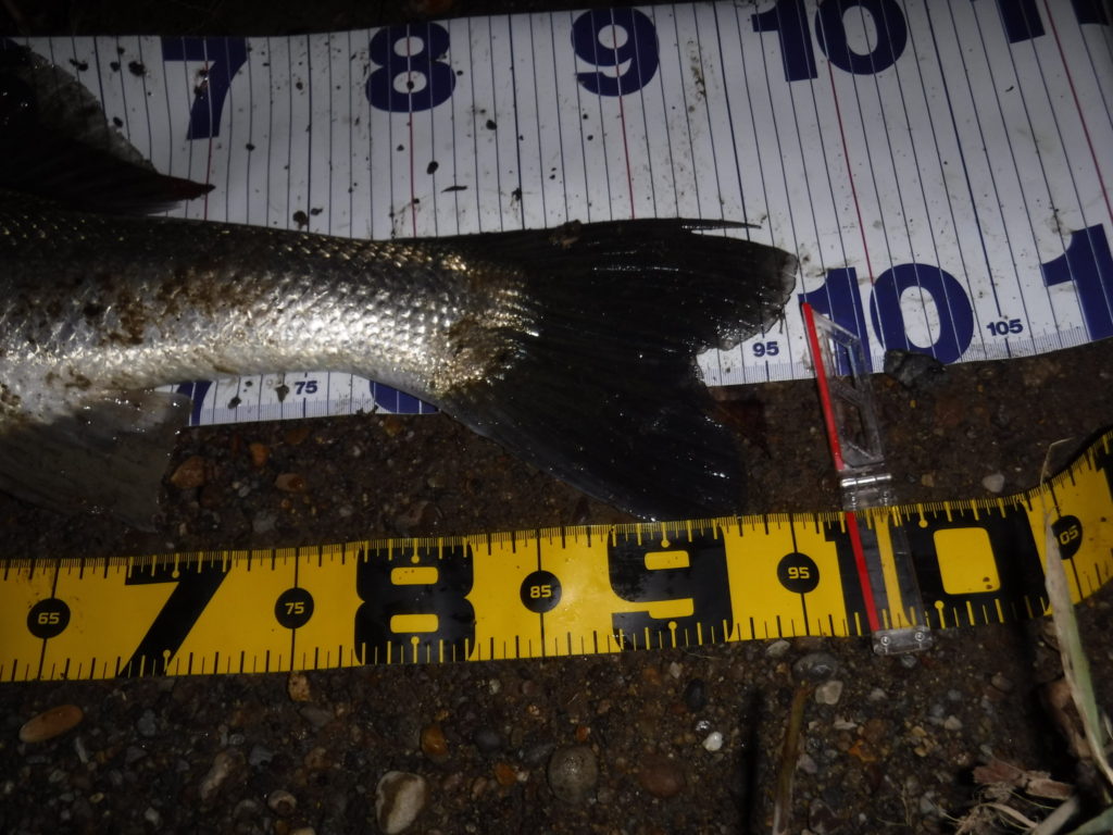 秋田県米代川シーバスダービー2