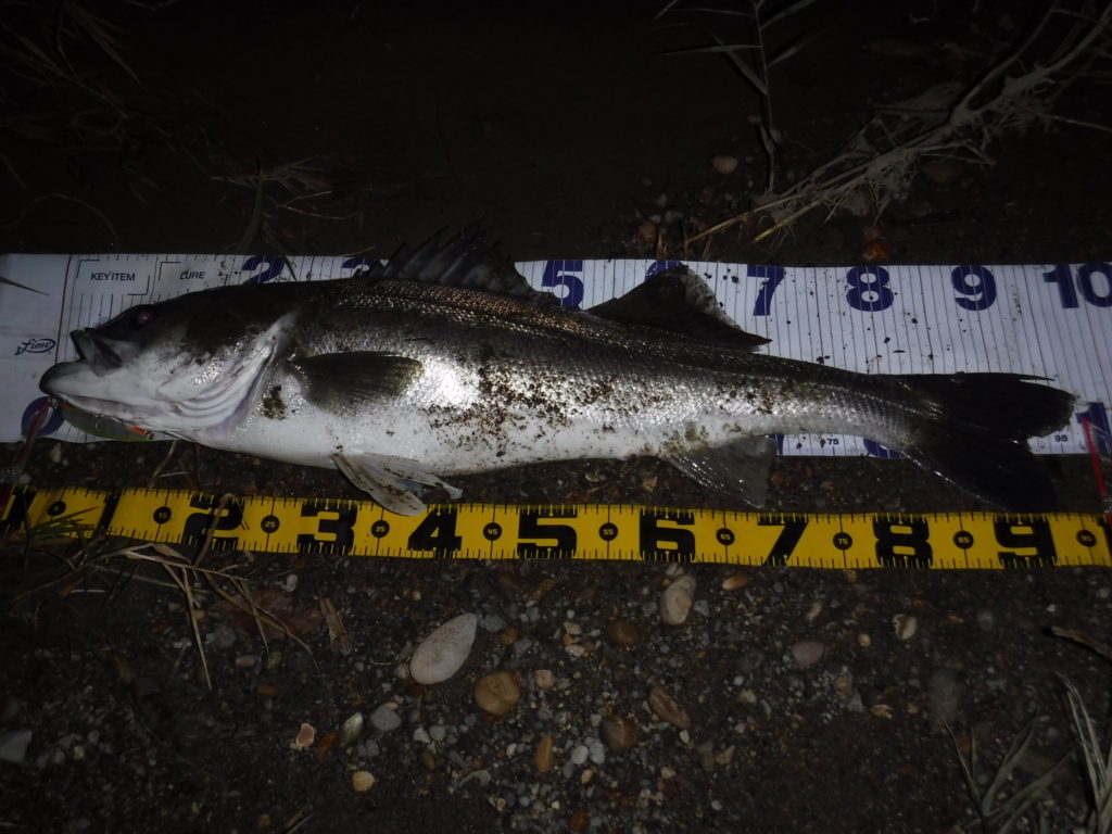 秋田県米代川シーバスダービー3