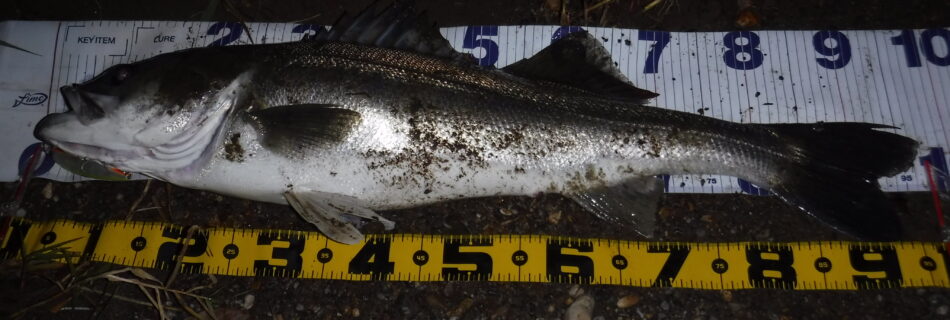 秋田県米代川シーバスダービー3