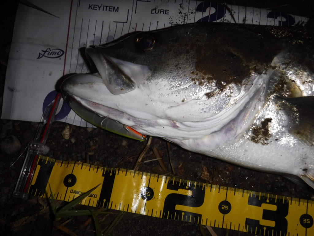 秋田県米代川シーバスダービー1