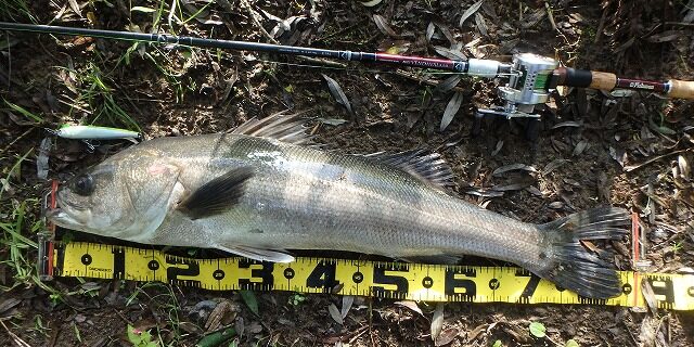秋田県米代川シーバスダービー1