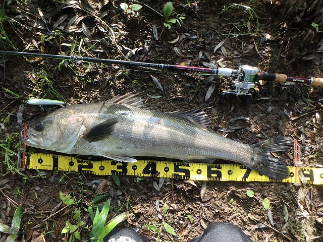 秋田県米代川シーバスダービー1