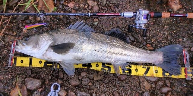 秋田県米代川シーバスダービー1