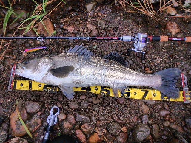 秋田県米代川シーバスダービー1