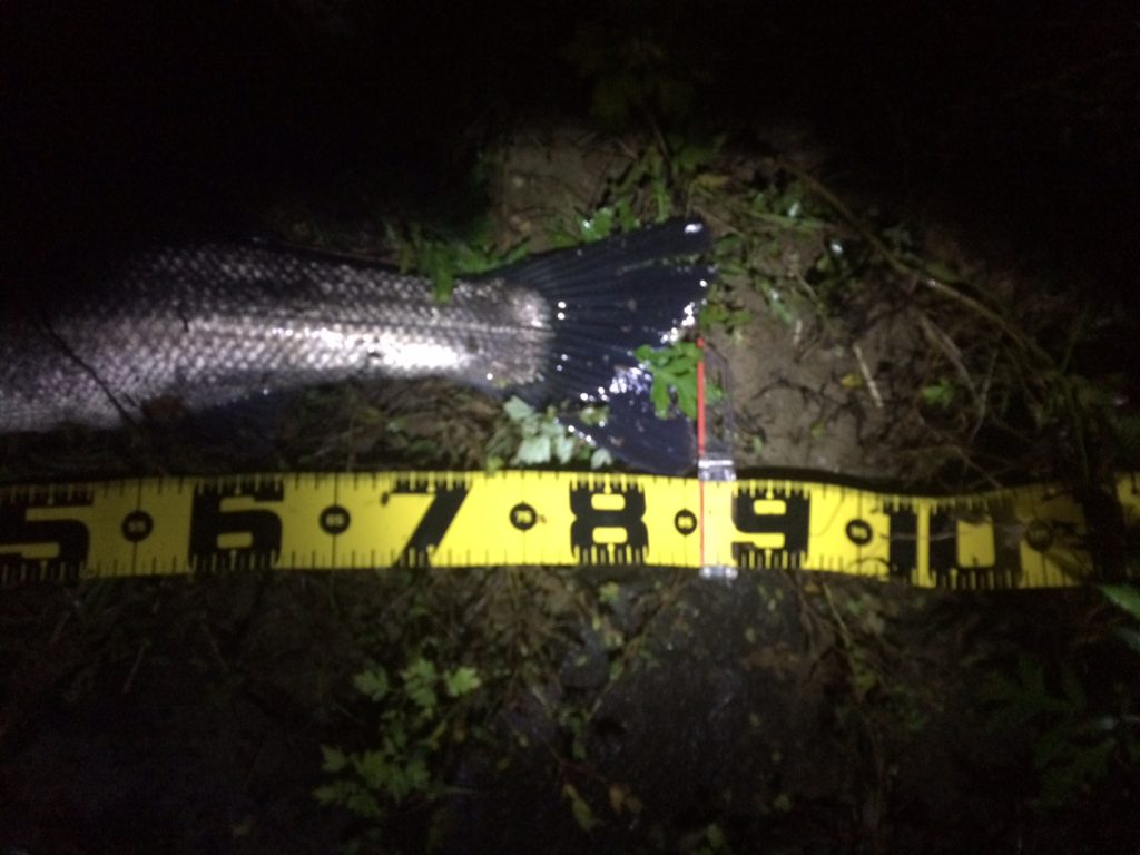 秋田県米代川シーバスダービー3とるねーど