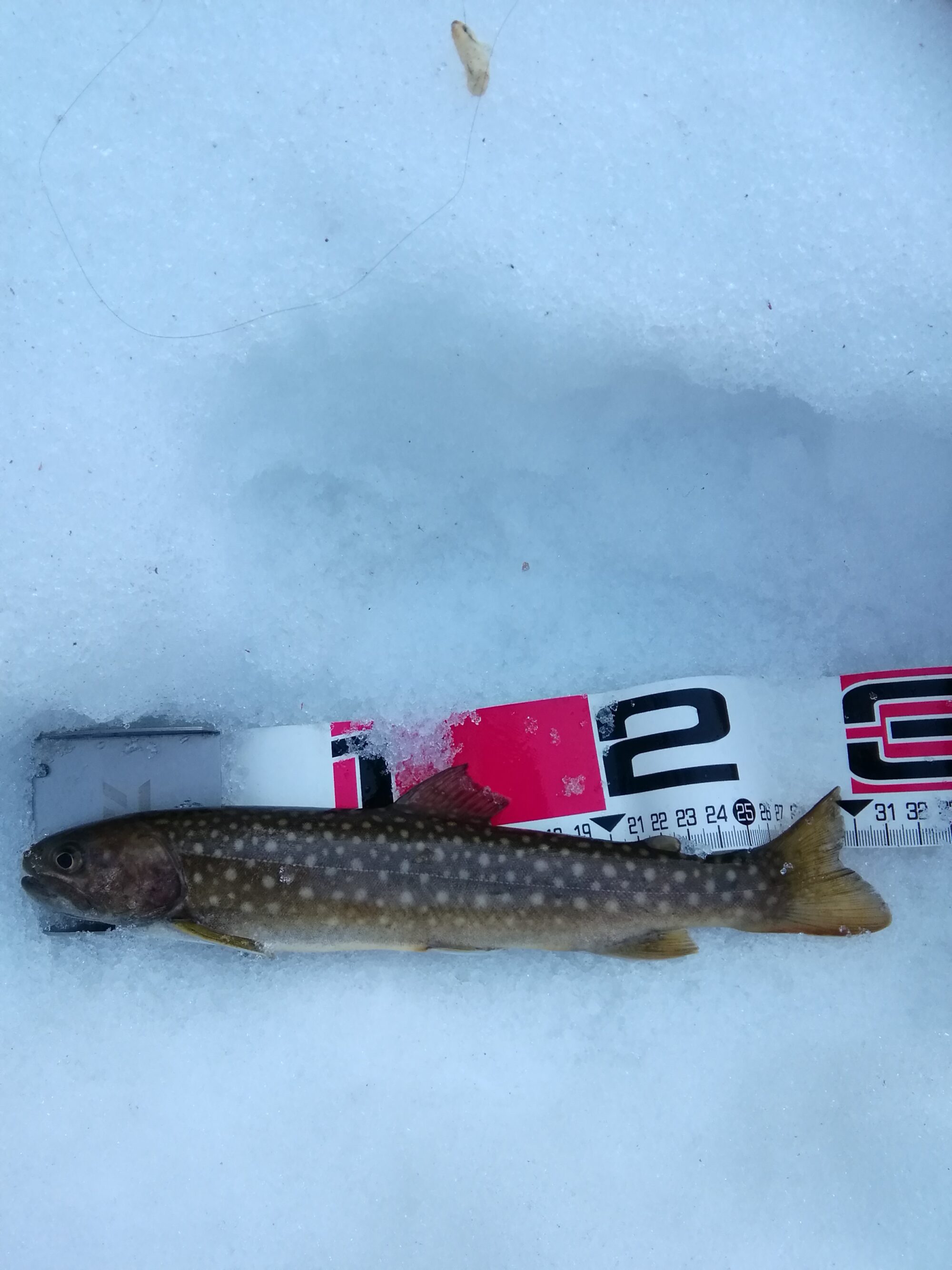 2018年岩手イワナ釣果