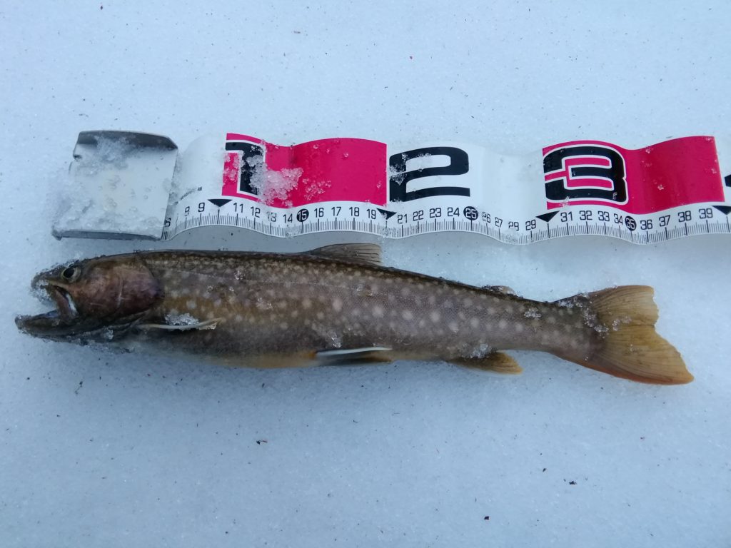 2018年岩手イワナ釣果2