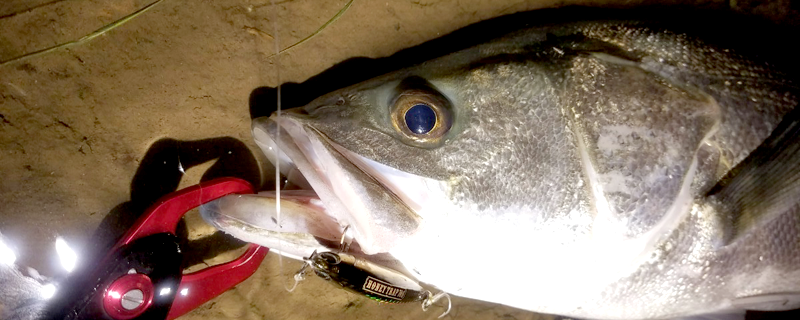 2016年米代川シーバス釣り