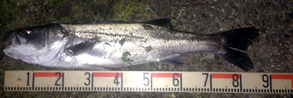 秋田県能代シーバス釣果