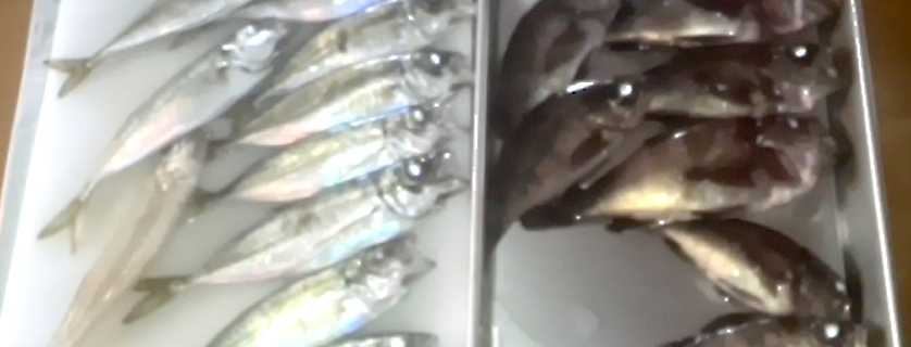 秋田県男鹿-アジメバルキス