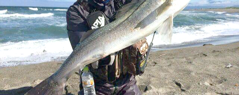 2016年秋田県落合サーフスズキ釣果