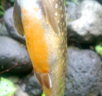 2016年秋田県阿仁渓流釣り岩魚