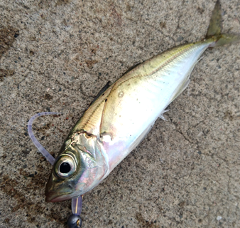 2016年秋田県アジ釣果