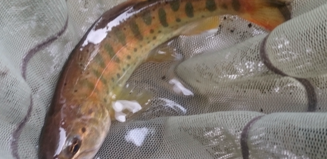 秋田県渓流釣り岩魚