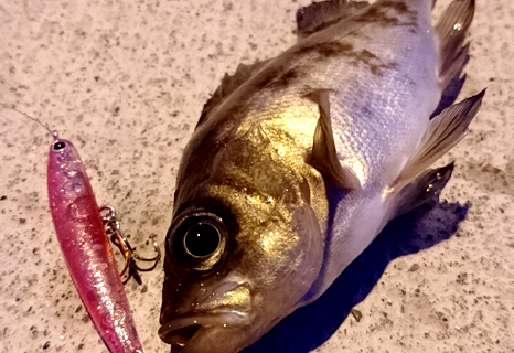 秋田県岩舘港釣りメバル