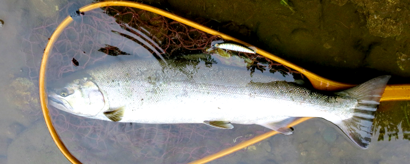 2016年秋田県サクラマス釣果