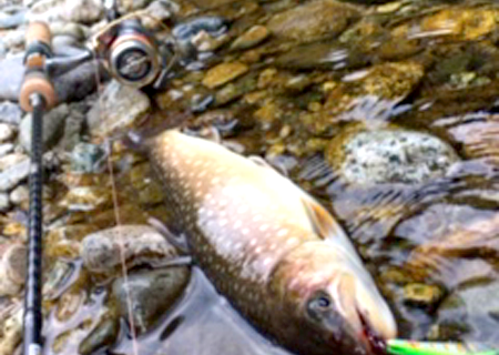 2016年秋田県阿仁本流渓流釣り