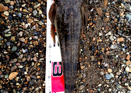 落合サーフマゴチ釣