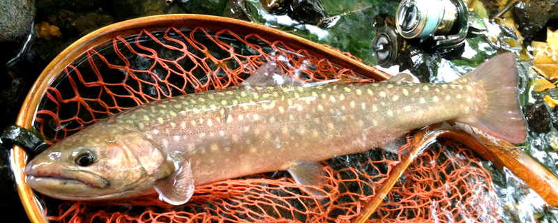 秋田釣り岩魚