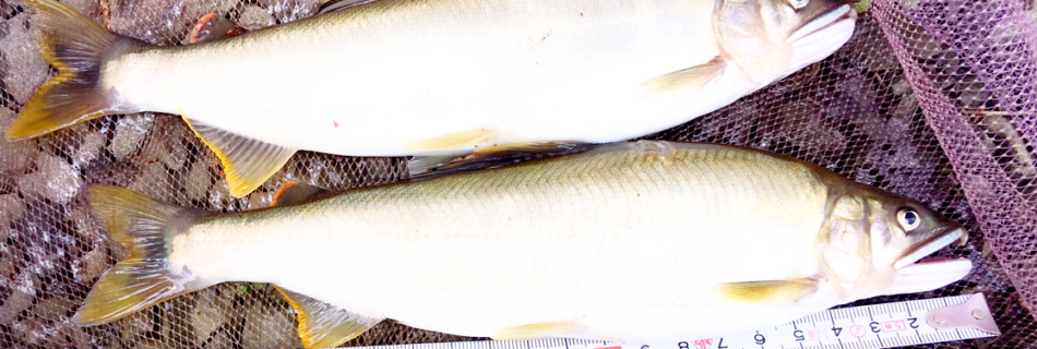 秋田県大館市比内町大葛鮎釣り