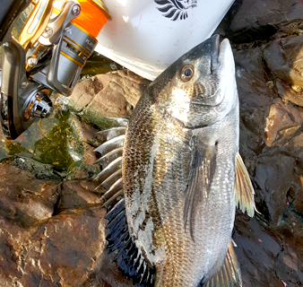 男鹿加茂沖クロダイ釣り