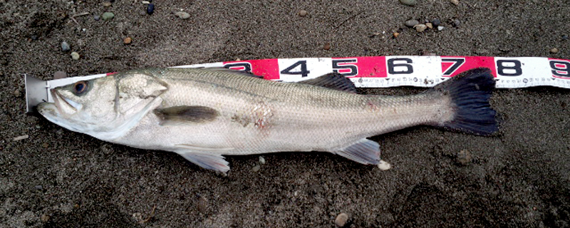 落合サーフ釣りシーバス2