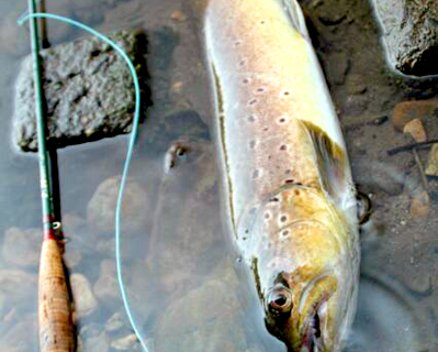 長木川ブラウントラウト