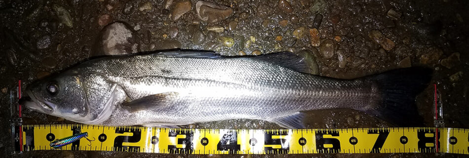 秋田県米代川シーバス釣果1