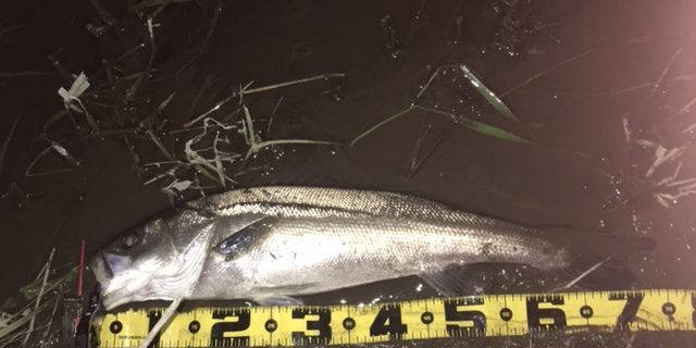 秋田県米代川シーバス釣果1