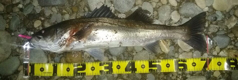 秋田県米代川シーバス釣果1