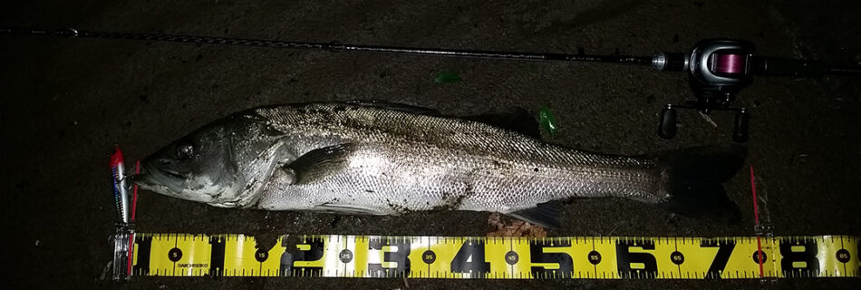 秋田県米代川シーバス釣果1